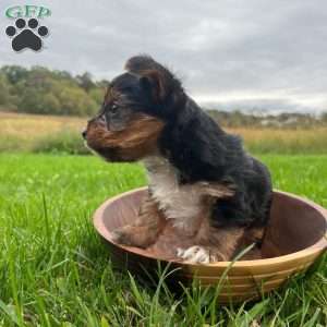 Oliver, Yorkie Puppy